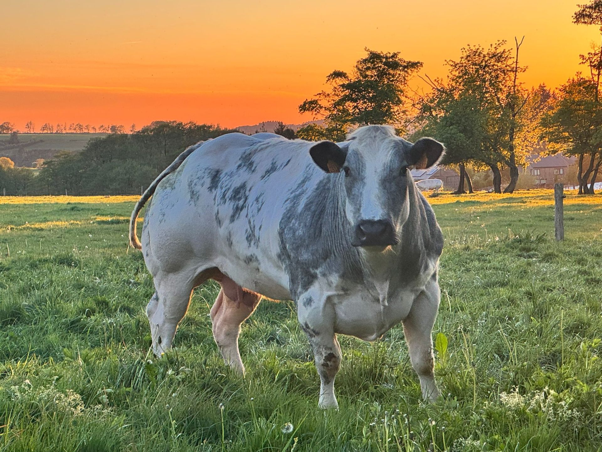 Vache au coucher de soleil