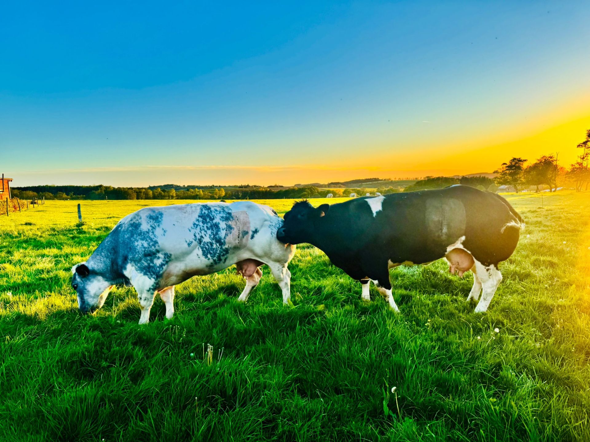 Vaches dans le pré